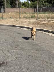 Found/Stray Male Dog last seen End of street, Fresno, CA 93726