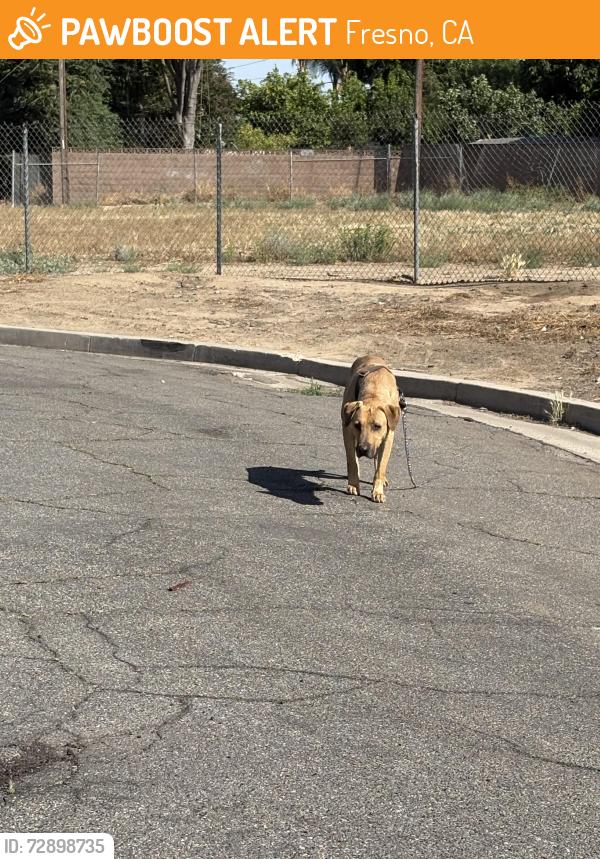 Found/Stray Male Dog last seen End of street, Fresno, CA 93726