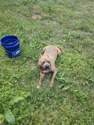 Found/Stray Male Dog last seen Evergreen Ave and Peach Creek, Raleigh, NC 27603