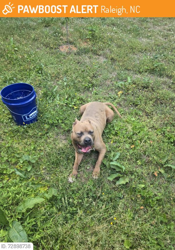Found/Stray Male Dog last seen Evergreen Ave and Peach Creek, Raleigh, NC 27603