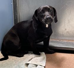 Shelter Stray Female Dog last seen 39th Street, San Diego, CA, 92105, San Diego, CA 92110