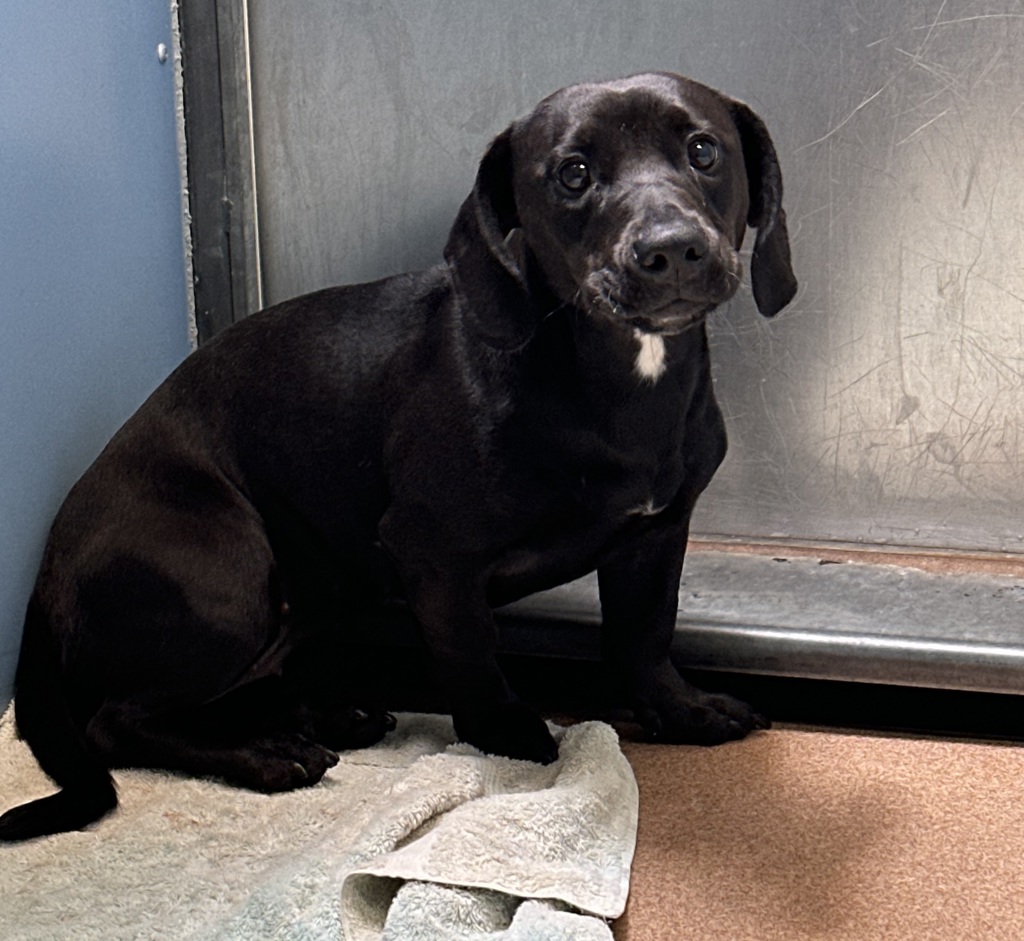 Shelter Stray Female Dog last seen 39th Street, San Diego, CA, 92105, San Diego, CA 92110