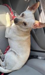 Reunited Male Dog last seen Bear Creek Parkway and Grange Hall Dr, Euless, TX 76039