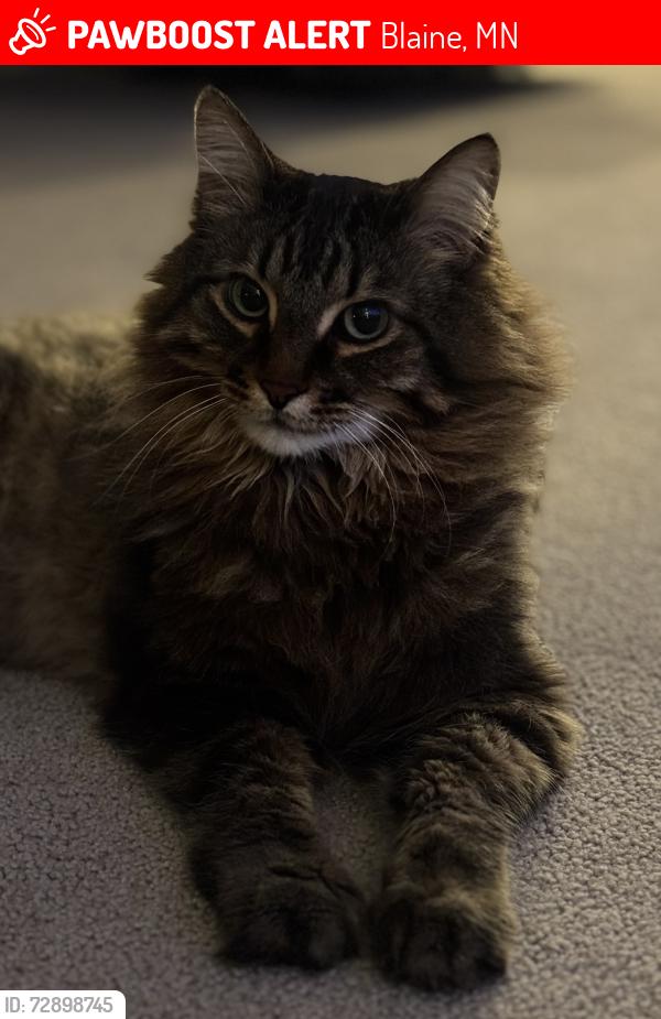 Lost Male Cat last seen 123rd Court NE Blaine MN, Blaine, MN 55449