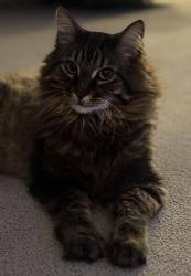 Lost Male Cat last seen 123rd Court NE Blaine MN, Blaine, MN 55449