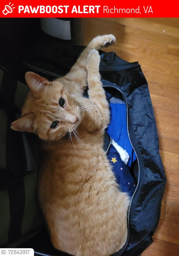 Lost Male Cat last seen West end drive and huron ave, Richmond, VA 23294