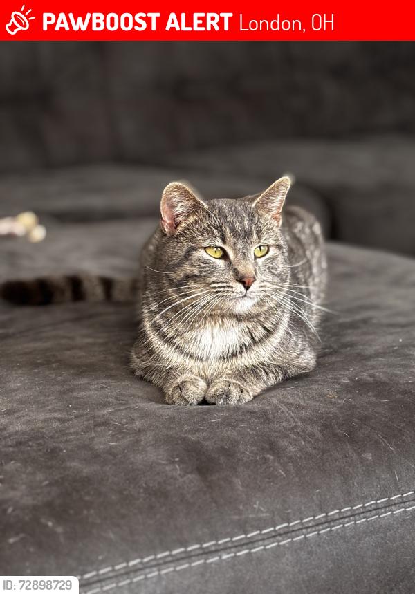 Lost Male Cat last seen N Oak, N Main Street, London, OH 43140