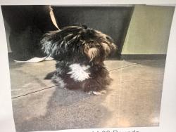 Reunited Female Dog last seen 17th and Oliver , Wichita, KS 67208