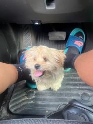 Lost Male Dog last seen Vassar 7 Seven Mile St Martens, Detroit, MI 48227