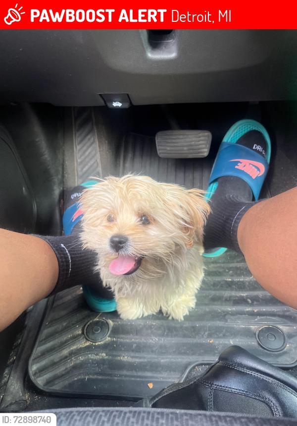 Lost Male Dog last seen Vassar 7 Seven Mile St Martens, Detroit, MI 48227