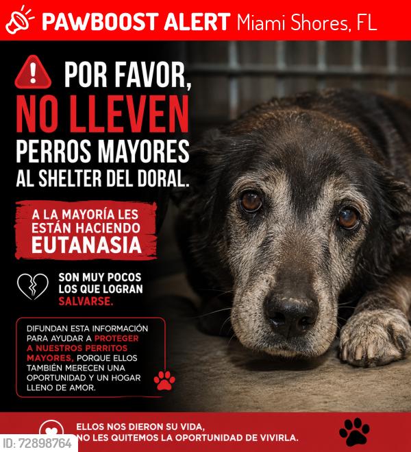 Lost Male Dog last seen Near , Miami Shores, FL 33167