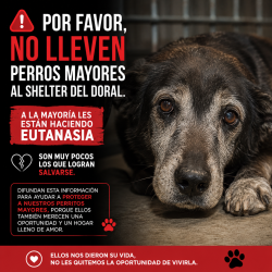 Lost Male Dog last seen Near , Miami Shores, FL 33167