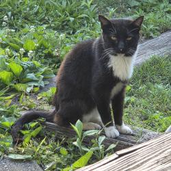 Found/Stray Unknown Cat last seen Reis Ave and Laredo Ave, Nashville, TN 37209