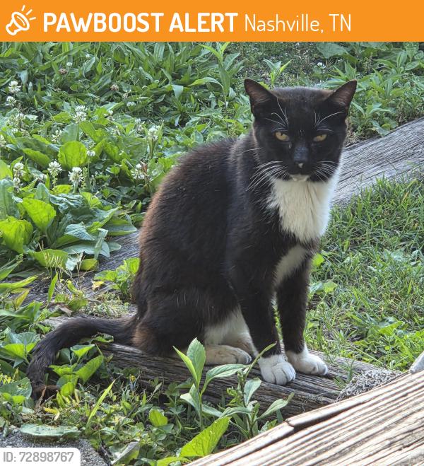 Found/Stray Unknown Cat last seen Reis Ave and Laredo Ave, Nashville, TN 37209