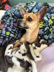 Lost Female Dog last seen Paul Payne Store Rd & County Line Rd, Stony Point, Alexander County, NC 28625