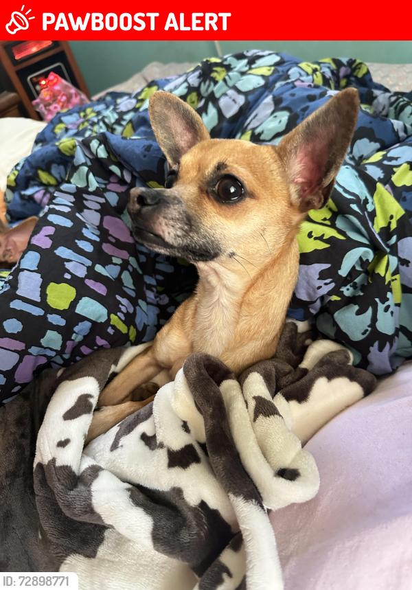 Lost Female Dog last seen Paul Payne Store Rd & County Line Rd, Stony Point, Alexander County, NC 28625