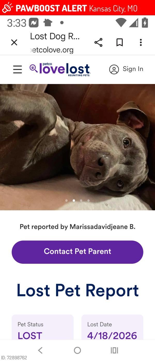 Lost Male Dog last seen WINGATE HOTEL PARKING LOT... TAKEN IN VEHICLE, Kansas City, MO 64161