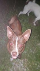 Lost Male Dog last seen Near N Luett Ave, Indianapolis, IN 46222, Indianapolis, IN 46222