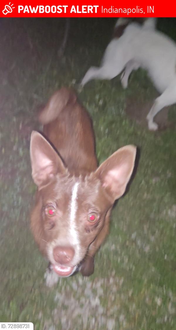 Lost Male Dog last seen Near N Luett Ave, Indianapolis, IN 46222, Indianapolis, IN 46222