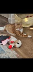 Reunited Male Cat last seen Oxford and Bailey , Dearborn, MI 48124