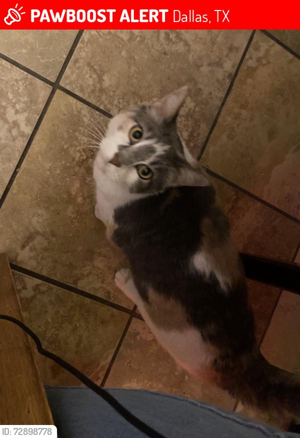 Lost Female Cat last seen Rylie crest and 175 and Laramie , Dallas, TX 75217