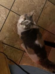 Lost Female Cat last seen Rylie crest and 175 and Laramie , Dallas, TX 75217
