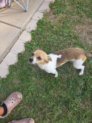 Found/Stray Male Dog last seen It was found near Sax Leigh and Hidden Valley., Dallas, TX 75241