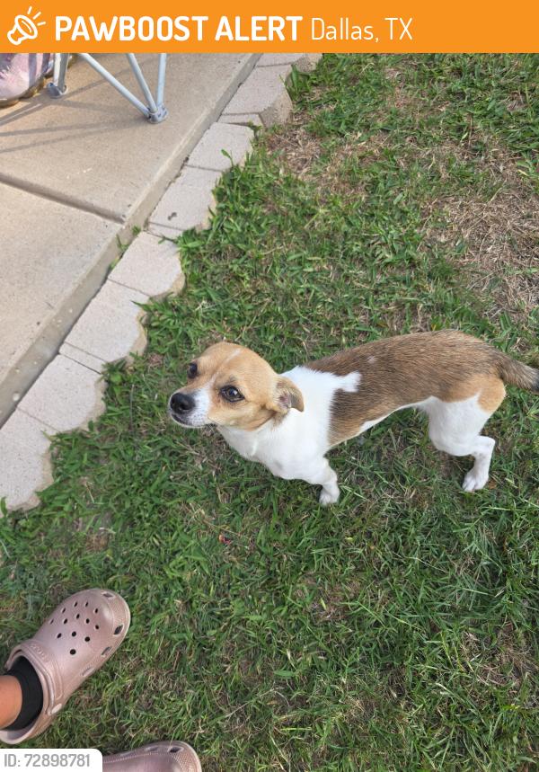 Found/Stray Male Dog last seen It was found near Sax Leigh and Hidden Valley., Dallas, TX 75241