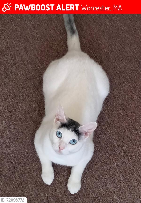 Lost Female Cat last seen Lincoln Village, Worcester, MA 01605