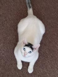 Lost Female Cat last seen Lincoln Village, Worcester, MA 01605