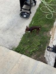 Reunited Male Dog last seen Near and still sunflower , Bastrop County, TX 78621