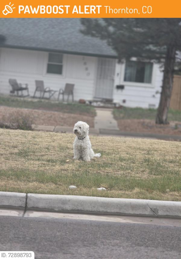 Found/Stray Unknown Dog last seen Hoffman and hoyt, Thornton, CO 80229
