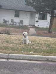 Found/Stray Unknown Dog last seen Hoffman and hoyt, Thornton, CO 80229