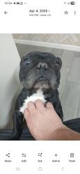 Reunited Male Dog last seen Alphonse mitc, Ceres, CA 95307