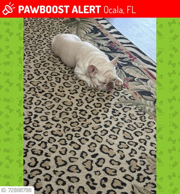 Lost Female Dog last seen Near nw 62nd place, Ocala, FL 34482