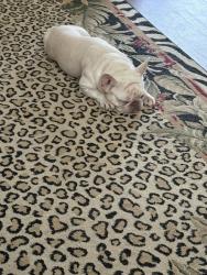 Lost Female Dog last seen Near nw 62nd place , Ocala, FL 34482