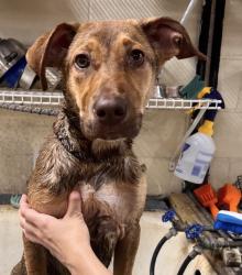 Found/Stray Female Dog last seen Pensacola Humane Society, Pensacola, FL 32505