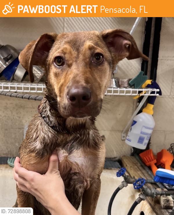 Found/Stray Female Dog last seen Pensacola Humane Society, Pensacola, FL 32505