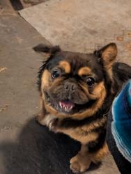 Reunited Male Dog last seen babcock and palm bay road, Melbourne, FL 32901
