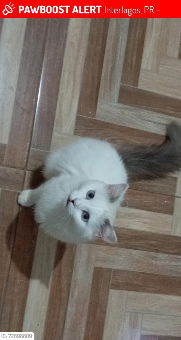 Lost Female Cat last seen Rua padre Pedro arute , Interlagos, PR 85814-440