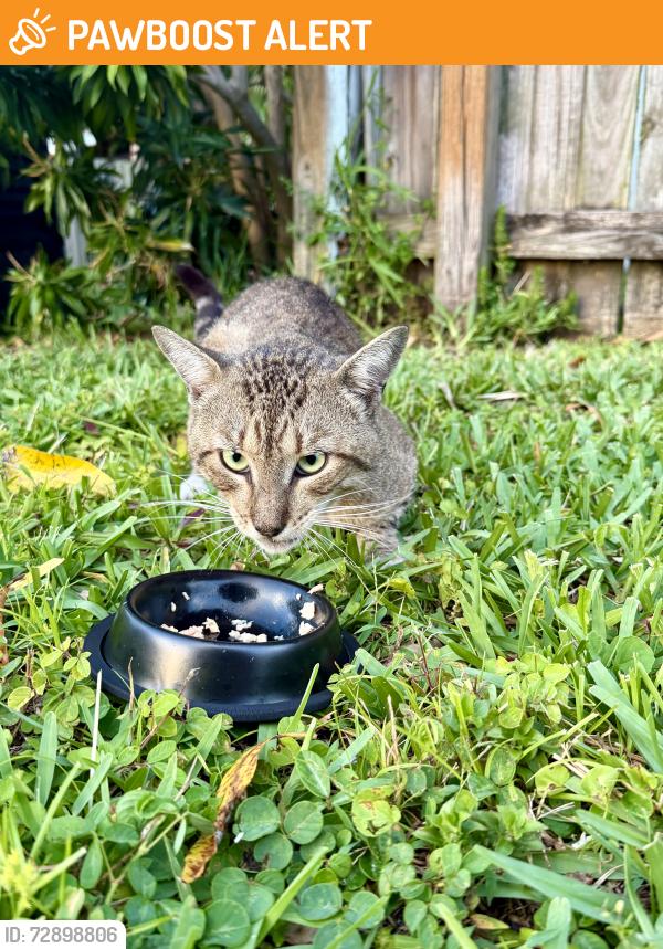 Found/Stray Unknown Cat last seen Pine jog elementary , West Palm Beach, FL 33415