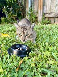 Found/Stray Unknown Cat last seen Pine jog elementary , West Palm Beach, FL 33415