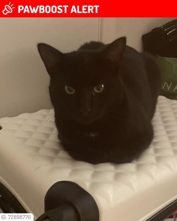 Lost Male Cat last seen Bishopstone 10 The styles , Bishopstone, England SP5 4DD