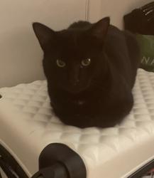 Lost Male Cat last seen Bishopstone 10 The styles , Bishopstone, England SP5 4DD