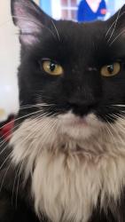 Lost Male Cat last seen Maverick and Peak, Las Vegas, NV 89108