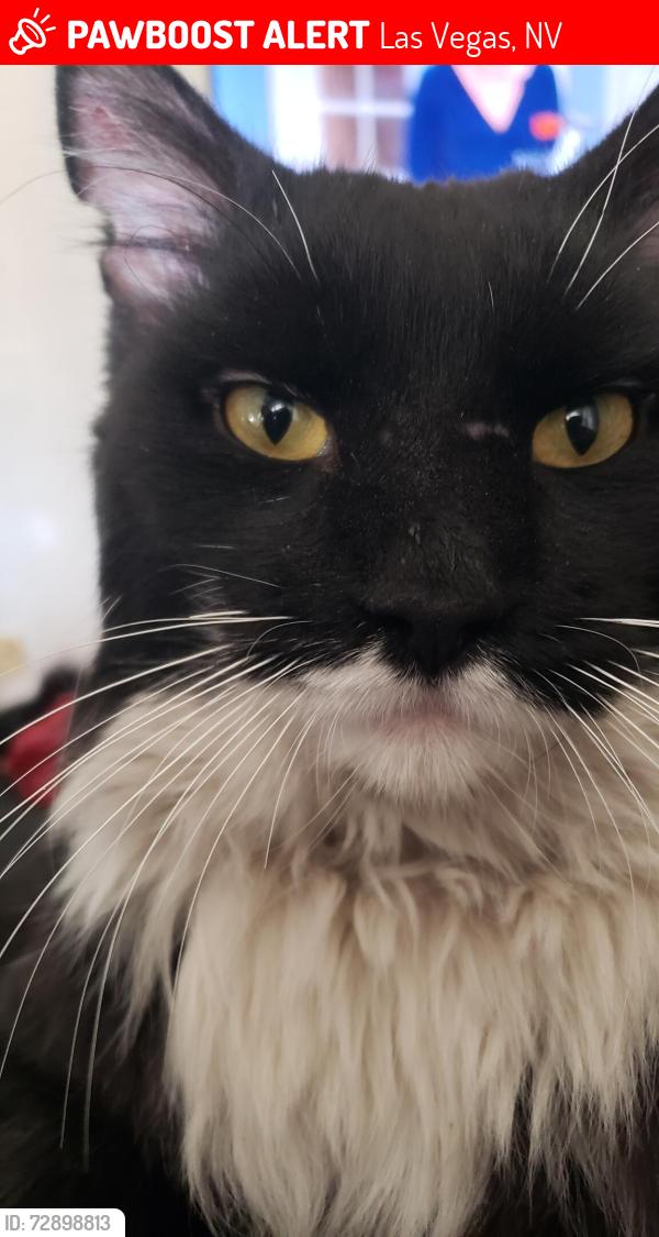 Lost Male Cat last seen Maverick and Peak, Las Vegas, NV 89108