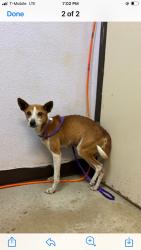 Reunited Female Dog last seen thumper lane canyon lake tx ( pure pastures ), Canyon Lake, TX 78133