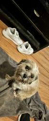 Found/Stray Female Dog last seen Kingston st & 25th, Aurora, CO 80010