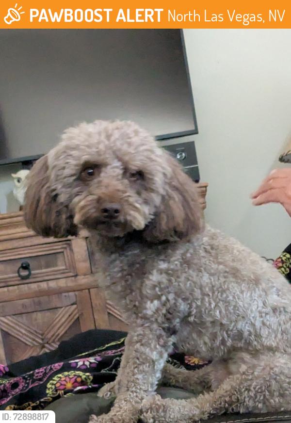 Found/Stray Male Dog last seen Ann and Allen, North Las Vegas, NV 89031