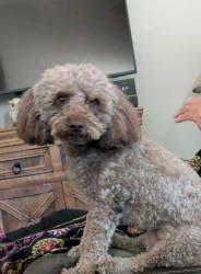 Found/Stray Male Dog last seen Ann and Allen, North Las Vegas, NV 89031